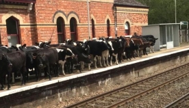 ბრიტანეთში ძროხებმა მატარებელი შეაჩერეს