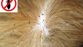 ცხოველების ტილები და თმისმჭამელები - პრობლემის შესახებ საუბრობს ვეტერინარი აკაკი რუაძე