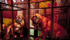 კორეელებმა ძაღლის ხორცის ჭამისგან თავის შეკავება ოლიმპიადის დროსაც კი ვერ შეძლეს