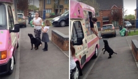 ზრდილობიანი ძაღლი ნაყინის მანქანასთან თავის რიგს ელოდება (+ვიდეო)