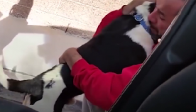 ეს ძაღლი თავის ოჯახთან შესახვედრად მიდის, მაგრამ როგორი რეაქცია აქვს მისი ხილვისას პატრონს? (ემოციური ვიდეო)