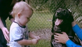 სასტიკი ძიძა ძაღლმა ამხილა: "ბავშვს ნამდვილ ურჩხულთან ვტოვებდით" (+ვიდეო)