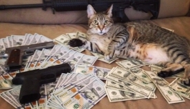 კარტი, ფული, ორი კატა (+ფოტო)