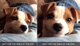 ალასკაზე აღმოაჩინეს ძაღლი, რომელიც სასაცილოდ იღიმის (+ვიდეო)