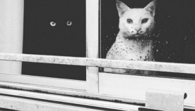 ინი და იანი - შავი და თეთრი კატები, რომლებიც ერთი მთელივით არიან! (+ფოტო)