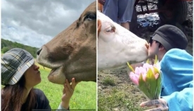 "ადამიანებო, არ აკოცოთ ძროხებს!" - ავსტრიის ხელისუფლება მოსახლეობას მიმართავს