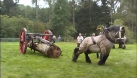 მსოფლიოში ყველაზე ძლიერი ტვირთმზიდი ცხენი (+ვიდეო)