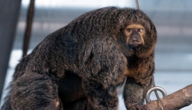 "ბოდიბილდერი" მაიმუნის ხილვამ ინტერნეტ მომხმარებლები გააოცა