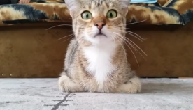 კატა, რომელიც საშინელებათა ფილმს მთელი ემოციით უყურებს, ინტერნეტ ვარსკვლავი გახდა (+ვიდეო)