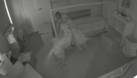 ოქროსფერი რეტრივერები ბავშვს საწოლიდან გადმოსვლაში დაეხმარნენ და შუა ღამეს ოთახებში ერთად სეირნობდნენ (+ვიდეო)