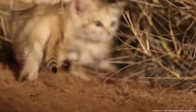 ხავერდოვანი კნუტები საჰარაში ვიდეოკამერაზე პირველად დააფიქსირეს (+ვიდეო)
