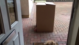 ძაღლმა თავის ცხოვრებაში საუკეთესო საჩუქარი მიიღო (+ვიდეო)