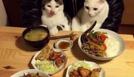 კატების რეაქცია პატრონების საკვებზე (სახალისო ფოტოები)