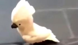 ამ ვიდეომ საზოგადოება გააოგნა: თუთიყუში, რომელიც ყეფს (+ვიდეო)