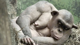 მელოტი შიმპანზე (+ვიდეო)