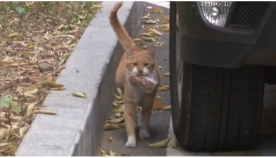 ქუჩაში მცხოვრები უცნაური კატა, რომელიც კეთილი ადამიანებისგან საკვებს მხოლოდ შეკრული ცელოფნით იღებს (+ვიდეო)