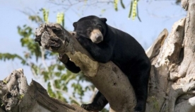 სპეციალისტებმა მალიური დათვების საოცარი უნარი აღმოაჩინეს