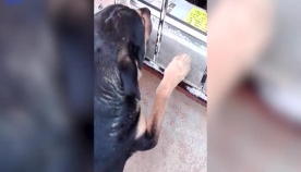 "ხურდა არ მინდა!" ძაღლი "ჰოთდოგის" საყიდლად გამვლელებისგან ფულს ითხოვს (სახალისო ვიდეო)