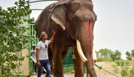 ინდოეთში გაათავისუფლეს სპილო, რომელსაც პატრონი 50 წლის განმავლობაში სასტიკად ექცეოდა