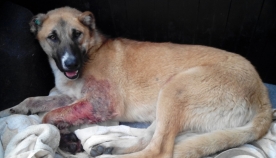 თბილისში მიკედლებულ ძაღლს ცეცხლსასროლი იარაღით დაზიანებები მიაყენეს (+ფოტო)
