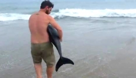 ადამიანი, რომელმაც ნაპირზე გამორიყული დელფინი გადაარჩინა, ინტერნეტვარსკვლავი გახდა (+ვიდეო)