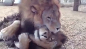 მრავალწლიანი მონობის შემდეგ, ცირკიდან ორი ლომი გაანთავისუფლეს (+ვიდეო)