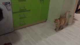 კატა პატრონს გასაქანს არ აძლევს… (+ვიდეო)