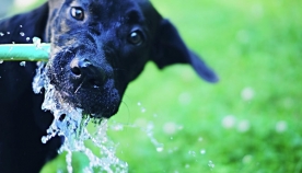 რა რაოდენობით წყალი უნდა დალიოს ყოველდღიურად ძაღლმა?