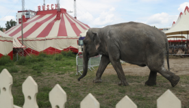დანიის ხელისუფლებამ ცირკიდან უკანასკნელი სპილოები იყიდა, რათა ცხოველებმა სიბერე თავისუფლებაში გაატარონ