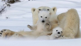 თეთრი დათვებისა და მათი შვილების შთამბეჭდავი ფოტოები