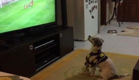 ძაღლი სიხარულს გამოხატავს, როცა მისი საყვარელი ფეხბურთის გუნდი იმარჯვებს (+ვიდეო)