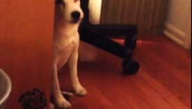 როცა მან ძაღლის დასჯა გადაწყვიტა, ვერ წარმოიდგენდა, რომ ცოტა ხნის შემდეგ ბევრს იცინებდა (+ვიდეო)