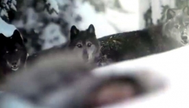 ბიჭი ტყეში საშინელი სიცივით იღუპებოდა.. მის საშველად მგლები მივიდნენ.. (+ვიდეო)