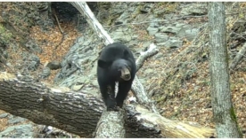 ნაციონალურ პარკში დათვმა სათვალთვალო კამერა გაასწორა, ხოლო შემდეგ ობიექტივის წინ ამაყად გაიარა (+ვიდეო)