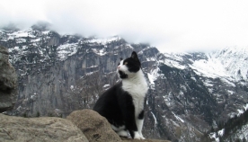 კატამ შვეიცარიის მთებში დაკარგული ახალგაზრდა გადაარჩინა