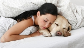 7 მოულოდნელი მიზეზი, რატომ უნდა ეძინოს ძაღლს პატრონის გვერდით
