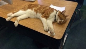 სასწავლო დაწესებულება, სადაც კატები საკლასო ოთახებში თავისუფლად გადაადგილდებიან და მაგიდებზე სძინავთ