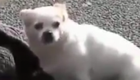 ერთგული ძაღლი გზაზე უგონოდ დავარდნილ პატრონს გვერდიდან არ სცილდებოდა (+ვიდეო)