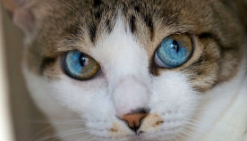 ჰეტეროქრომია - როცა კატების თვალებში მთელი სამყაროა (+ფოტო)