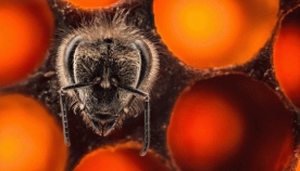 ფოტოგრაფ ანანდ ვარმას მიერ გადაღებული ფუტკრების დაბადების საოცარი კადრები  (+ვიდეო)