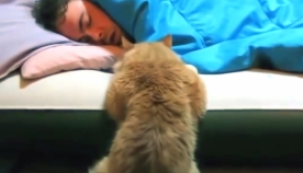 ”მაღვიძარა კატები” (+ვიდეო)
