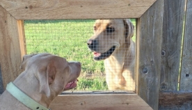 მან ღობეს ფანჯარა გაუკეთა, რომ ძაღლებს ერთმანეთთან ურთიერთობა შეძლებოდათ (+ფოტო)