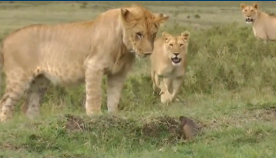 მანგუსტმა ლომებს აჩვენა, თუ "ვინ" არის ნამდვილი ცხოველთა მეფე (+ვიდეო)