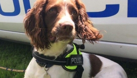 ბრიტანელ პედოფილებს პოლიციაში მომსახურე ძაღლები აღმოაჩენენ