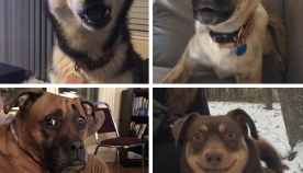 2015 წელს გადაღებული ძაღლების სახალისო ფოტოკოლაჟი