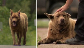 ყოველდღე ეს ხნიერი ძაღლი 6 კილომეტრს გადის, რომ ადამიანებს მოესიყვარულოს