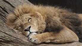 რამდენი საათის განმავლობაში სძინავს სხვადასხვა სახეობის ცხოველს?