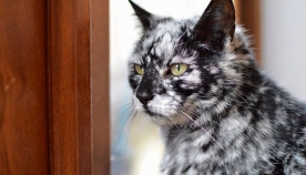 19 წლის შავი კატა ”მარმარილოს ლამაზმანად” იქცა! (+ფოტო)