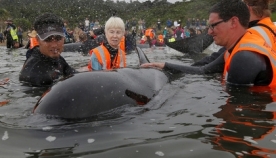 ახალი ზელანდიის ნაპირებთან გამორიყული შავი დელფინები მოქცევამ გადაარჩინა