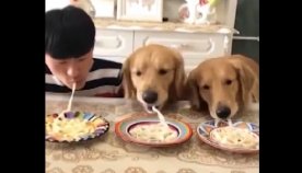 რა შედეგით დამთავრდა მაკარონის სწრაფად ჭამის შეჯიბრი პატრონსა და ძაღლებს შორის? (+ვიდეო)